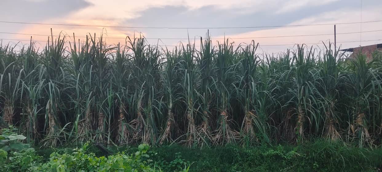 Human settlements encroached upon the forest... sugarcane cultivation began to shrink.