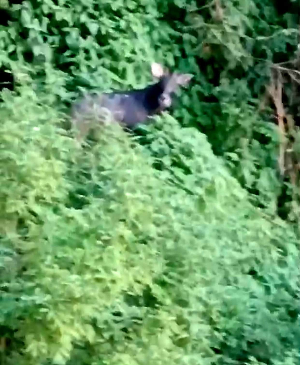 Images of Himalayan Serow spotted in the Dalhousie catchment area.