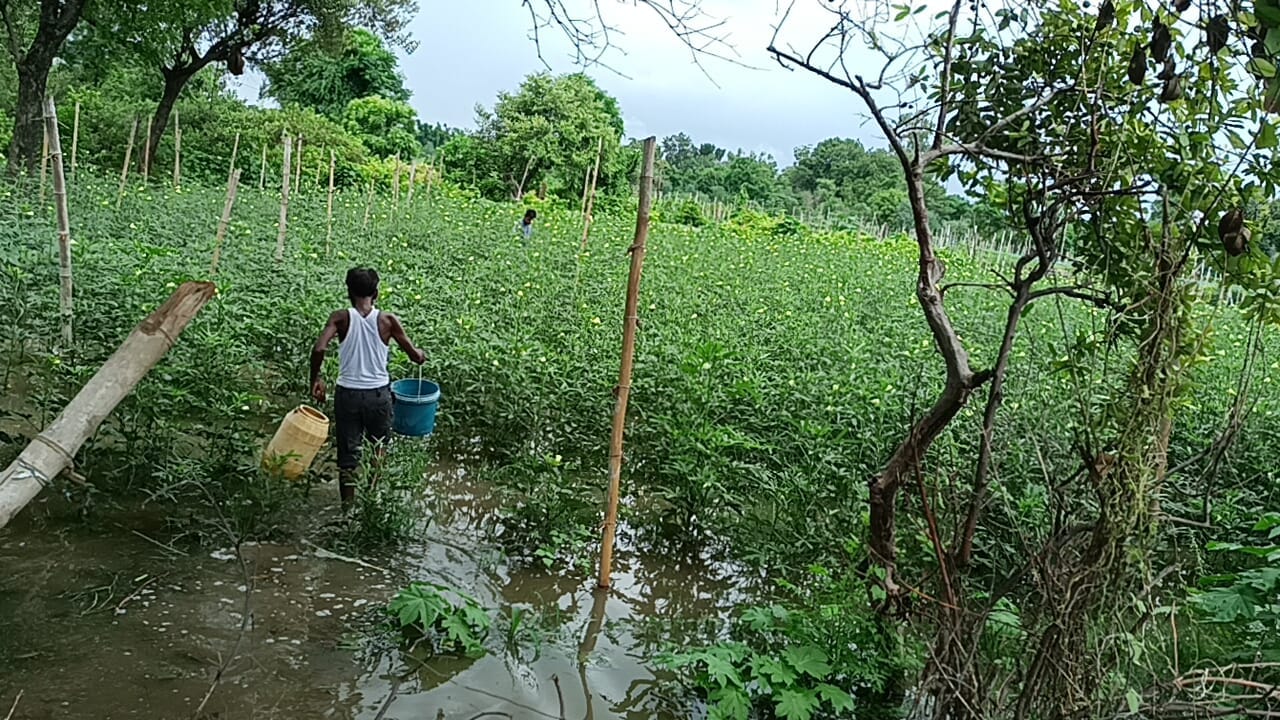फोटो-6 शहर से सटे नगला कुंवर में नाले के पानी से भरा भिंडी का खेत। संवाद