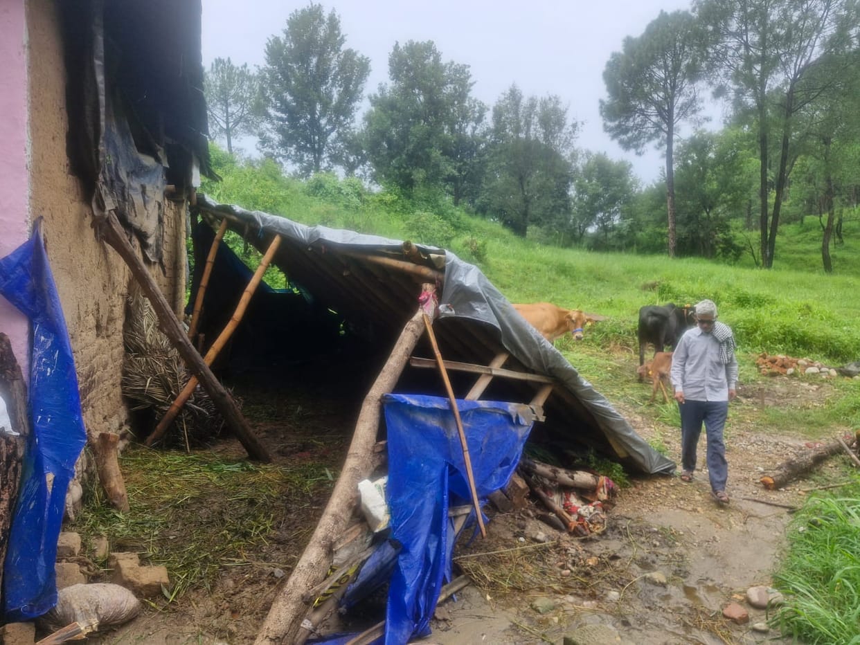 Temporary structure of cowshed collapses due to rain; cattle have a narrow escape.