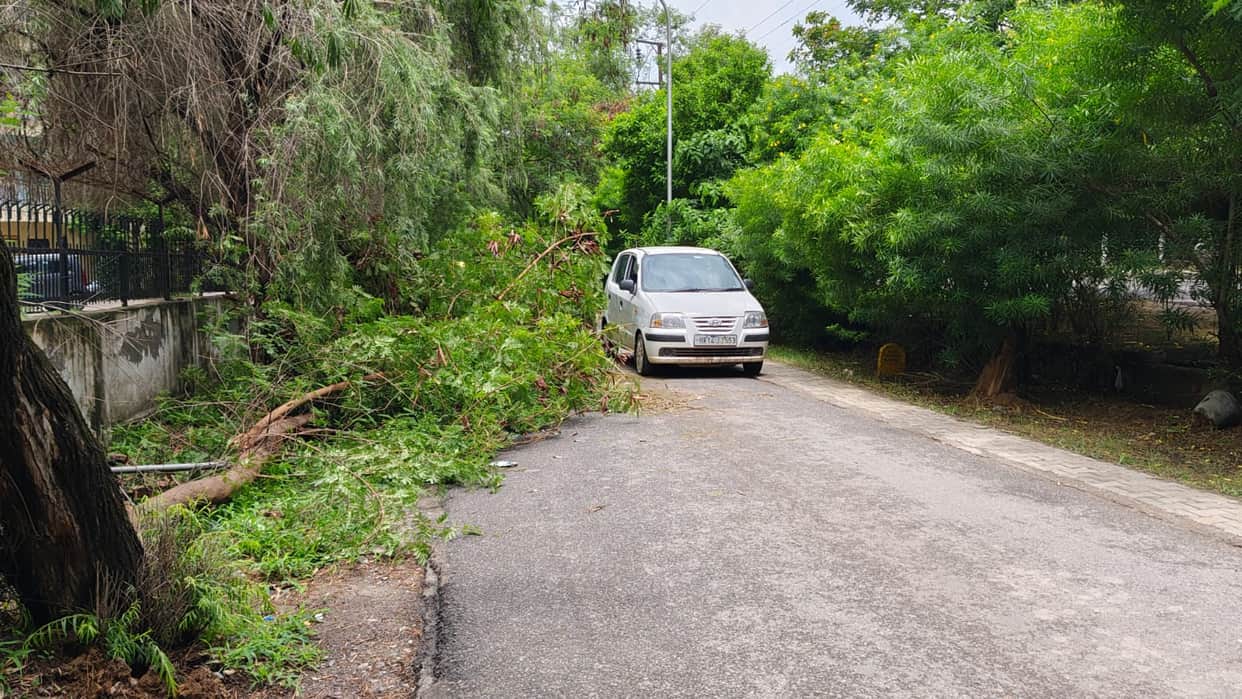 Tree falls on service road; traffic disrupted.