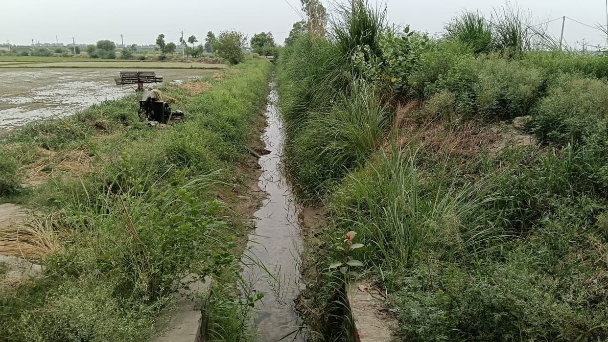 Canal water is not reaching the tail end of the Loharwada Minor due to a lack of cleaning.