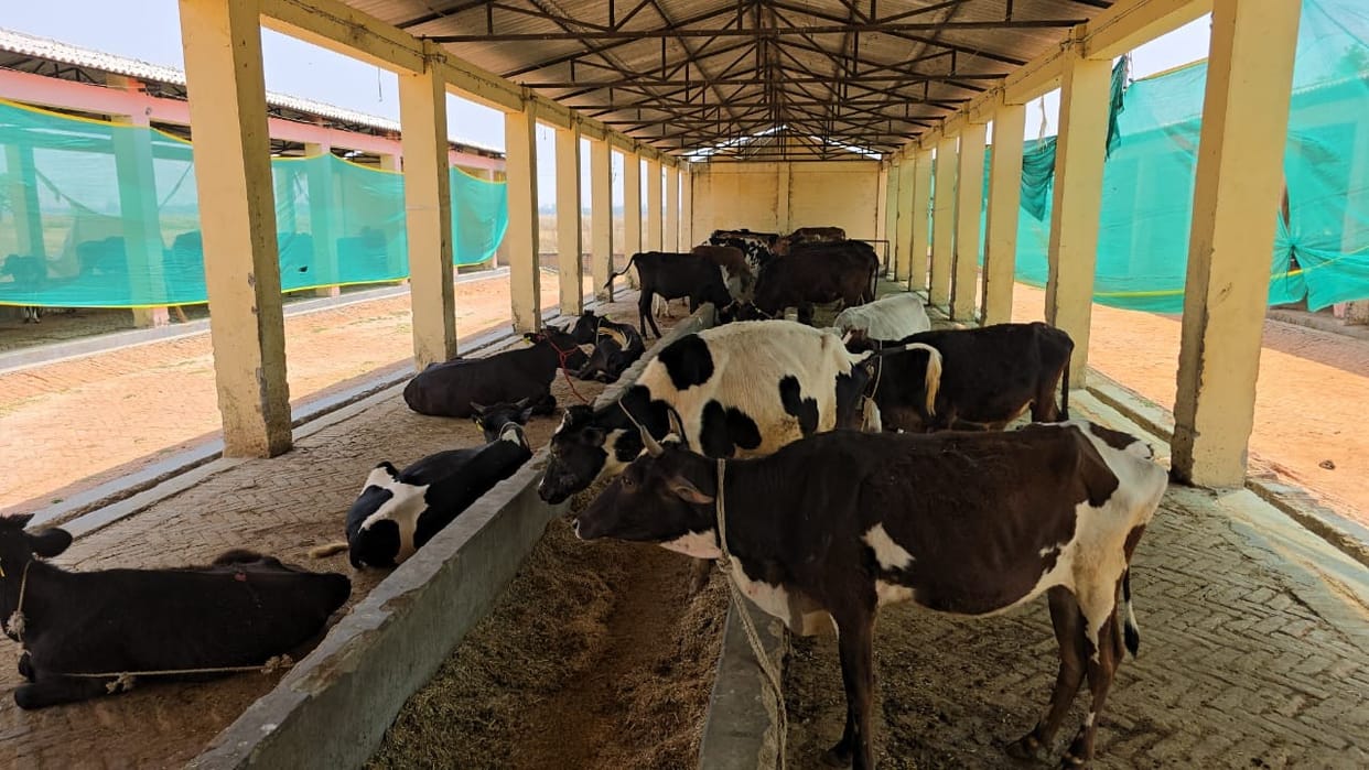 Livestock are getting infected; teams have not reached the doorsteps of livestock owners.