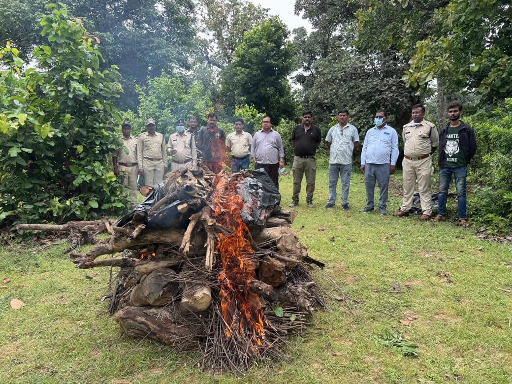 बाघ का अंतिम संस्कार करते वन विभाग की टीम