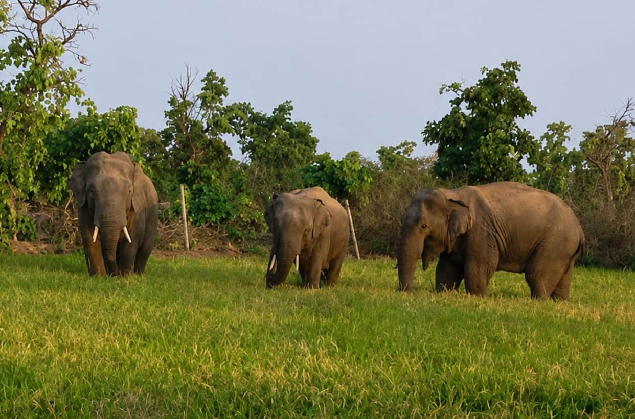 Three elephants invade Marwahi, damaging houses and crops; Forest Department issues alert