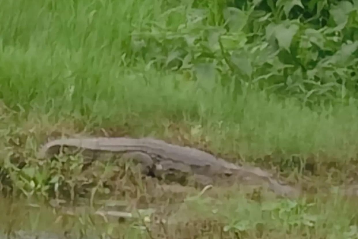 Crocodile spotted near culvert; panic among villagers.