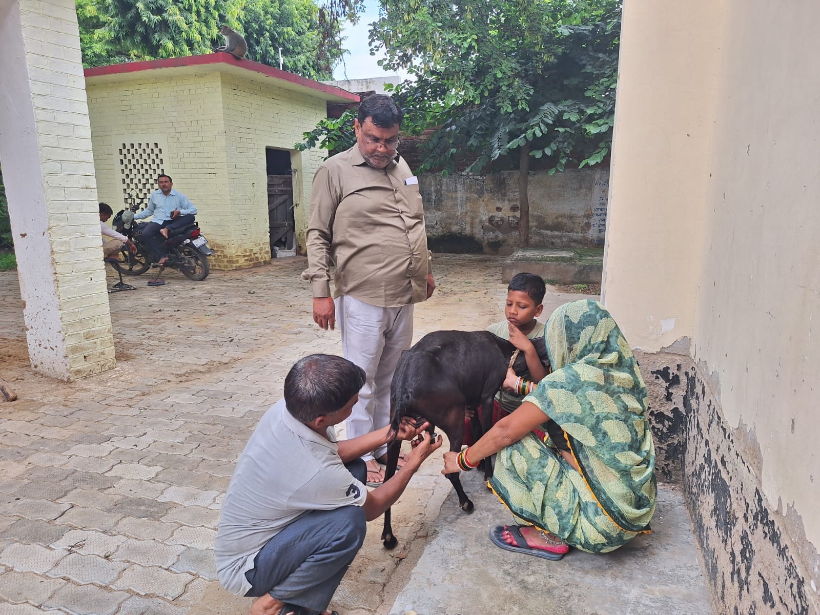 सदर ब्लाॅक के सामने पशु अस्पताल में बकरी का इलाज करता कर्मचारी। संवाद
