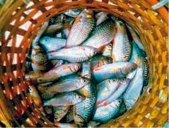 Ear bone to reveal the secret of look-alike fish