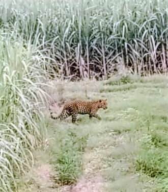 Etawah: Leopard reaches Udi, kills two goats; panic grips villagers