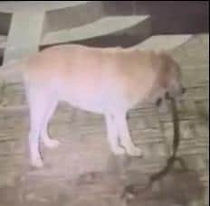 Dog fights snake to save family, guards with life