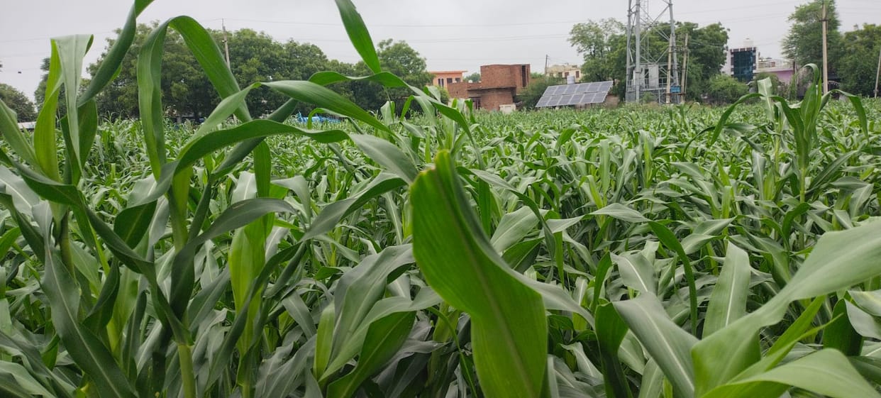 All-day rain brings relief to farmers, revives Kharif crops