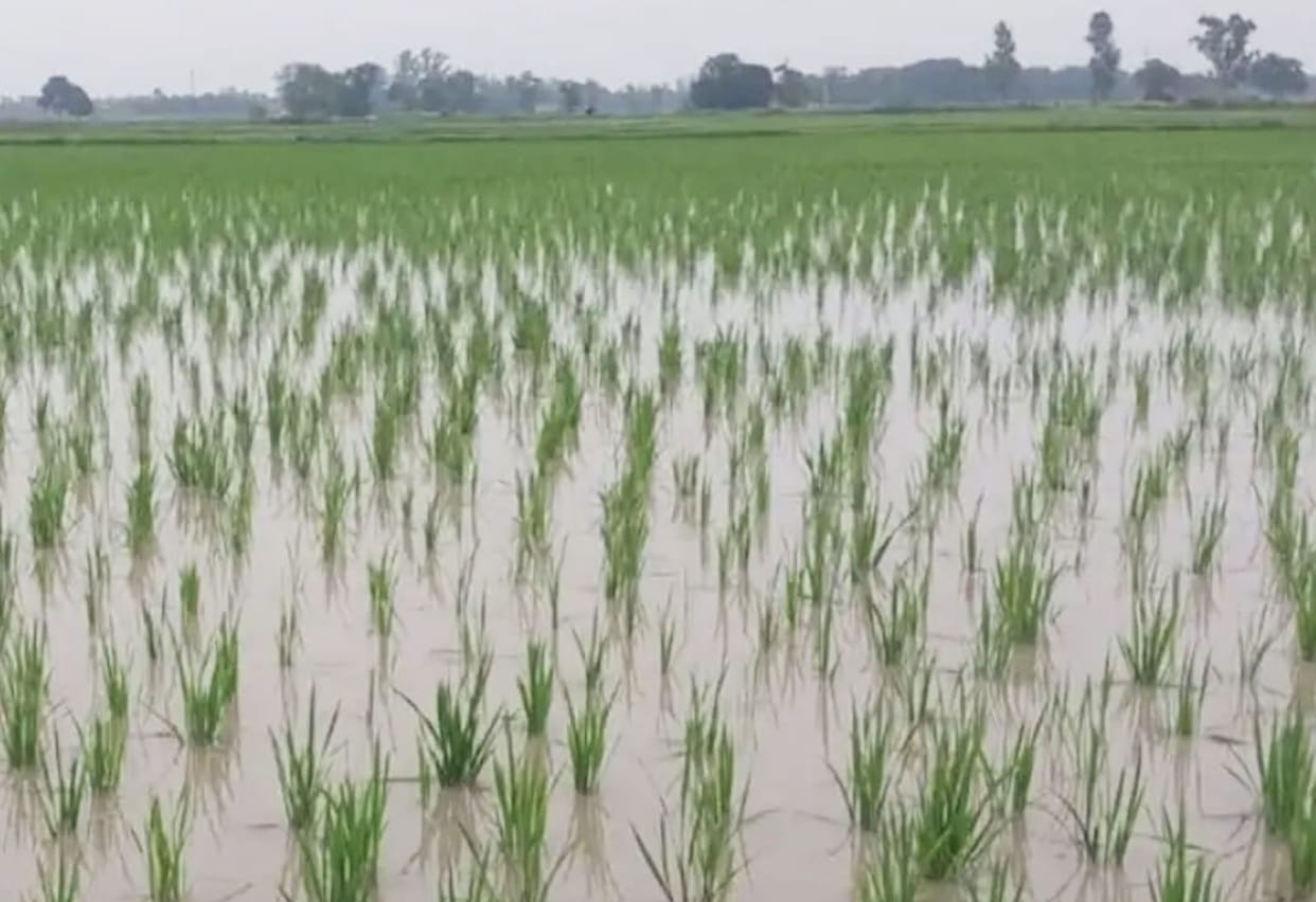 Bountiful rain breathes new life into the paddy crop.