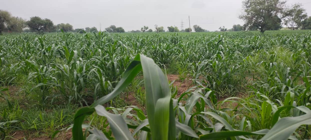 Cotton and pearl millet get a natural booster; pest infestation to decrease.