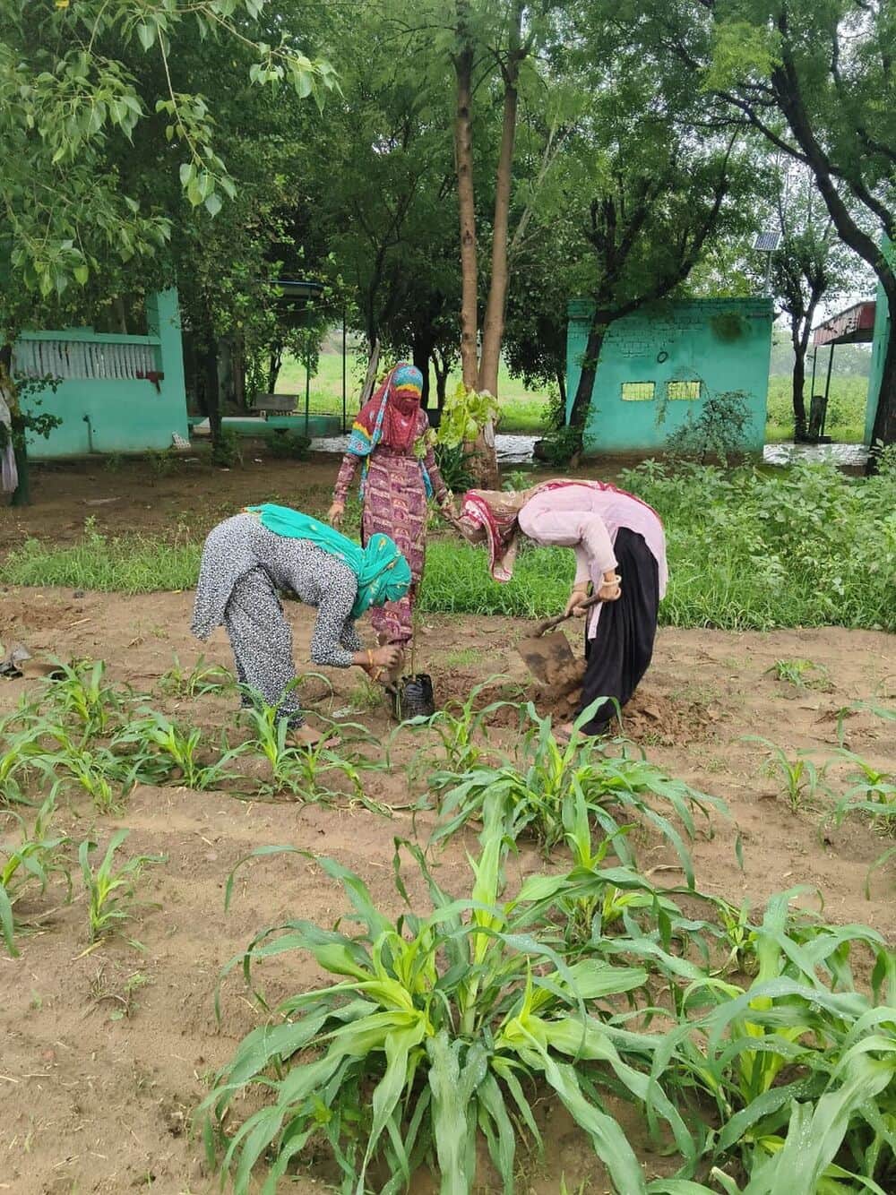 NGT Exposes Plantation Irregularities in Rajasthan, 10,000 Saplings Planted but None Survived