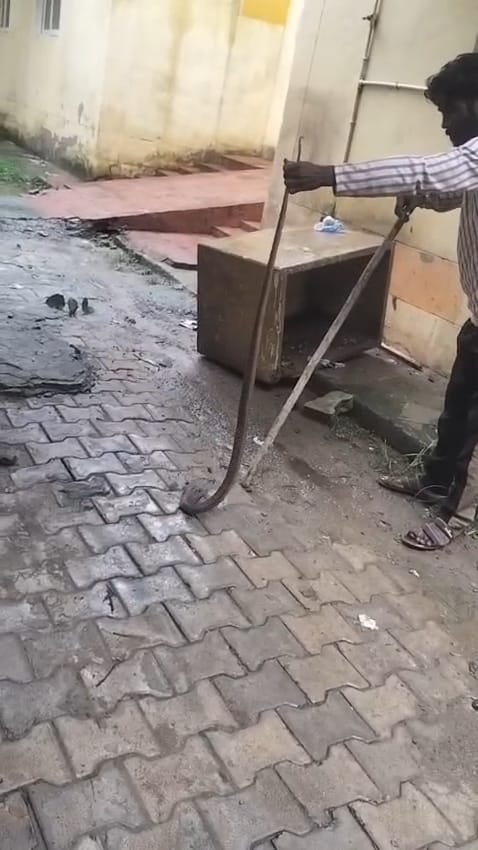 Cobra found in Fatehabad CHC, released in the forest