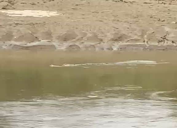 Siddharthnagar News: Massive Gharial spotted near Semra Bridge; panic among villagers