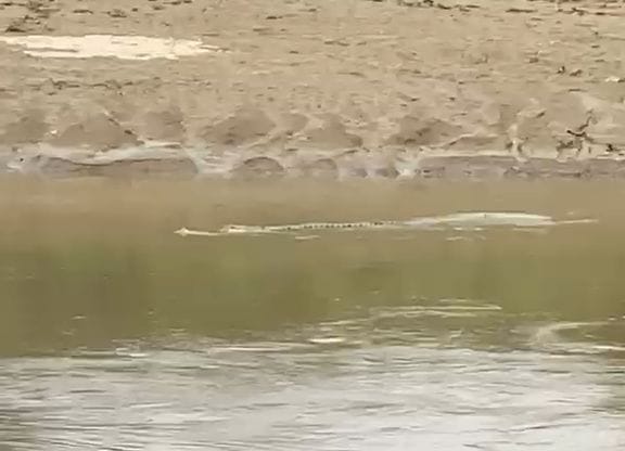 Siddharthnagar News: Massive Gharial spotted near Semra Bridge; panic among villagers