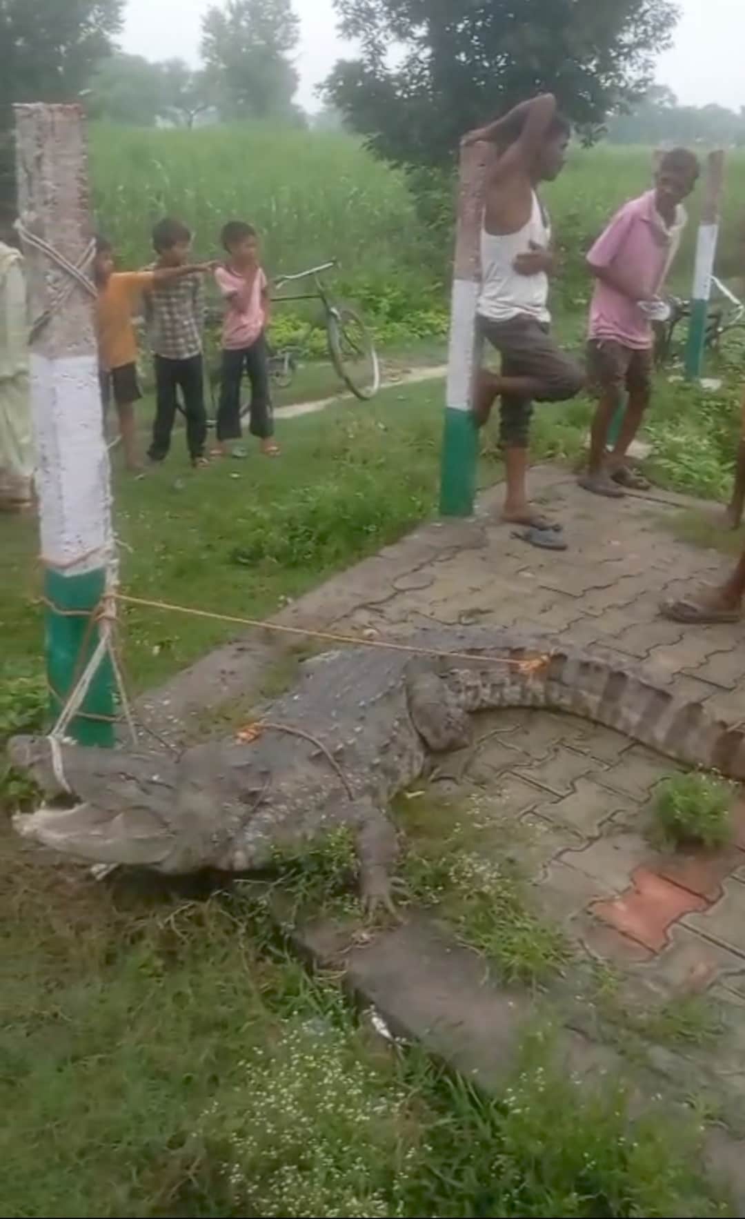 Crocodile spotted again by the pond in Saidapur; rescued and released.