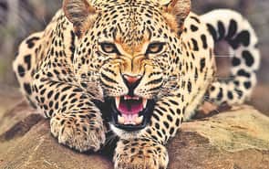 Leopard trapped in wire fencing dies during treatment.