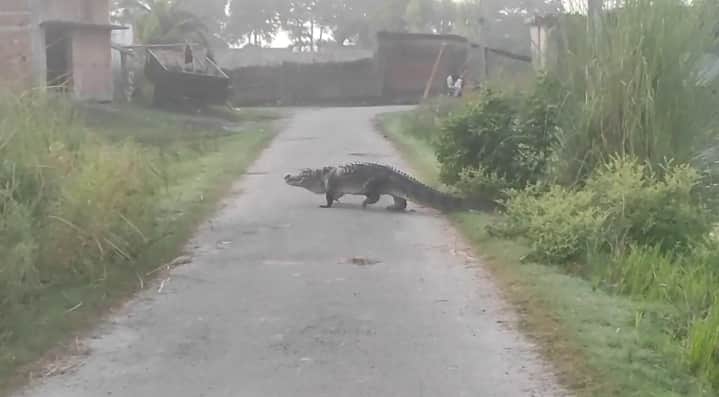A massive crocodile was spotted on the Kachnara road in the Bhira Forest Range.