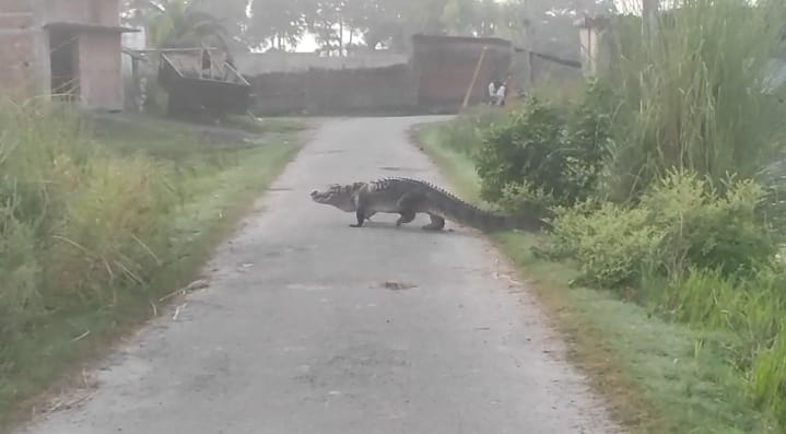 A massive crocodile was spotted on the Kachnara road in the Bhira Forest Range.