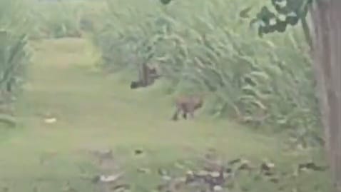 Two leopards spotted roaming outside Taliyar village; video goes viral.
