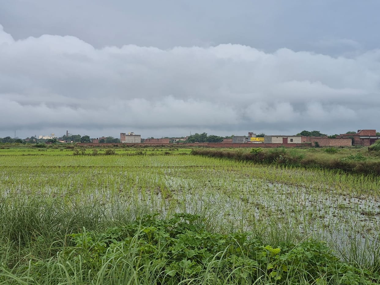 Crops standing in the fields are swaying in the wake of three days of rain.