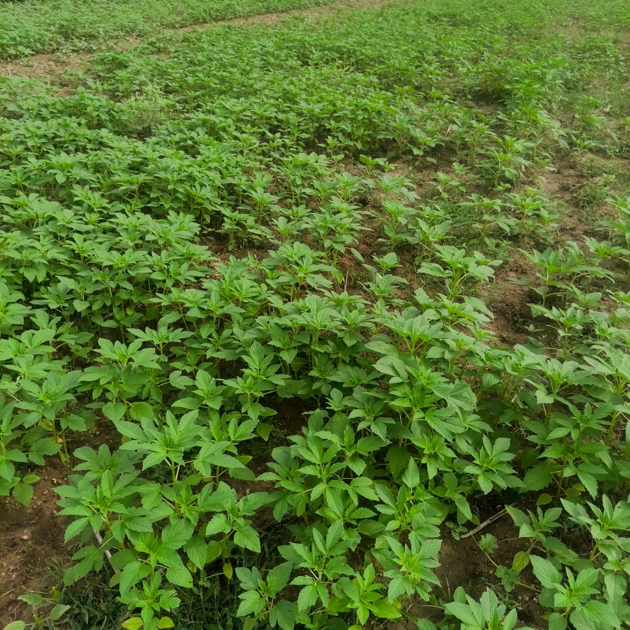 Kharif crops get a lifeline.