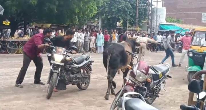 A bull chased a PRD jawan.