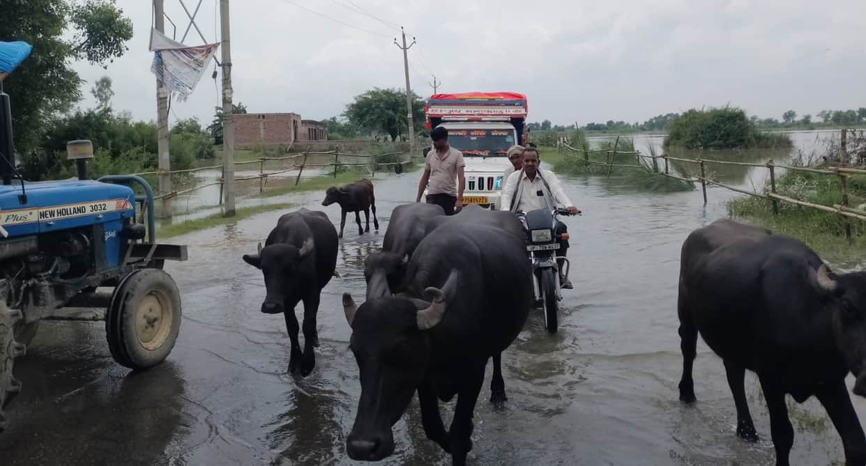 Ganga's water level has receded, but farmers are distressed as crops remain submerged.