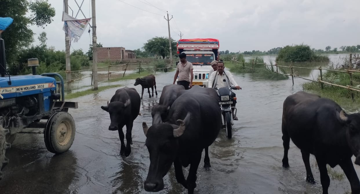 Ganga's water level has receded, but farmers are distressed as crops remain submerged.