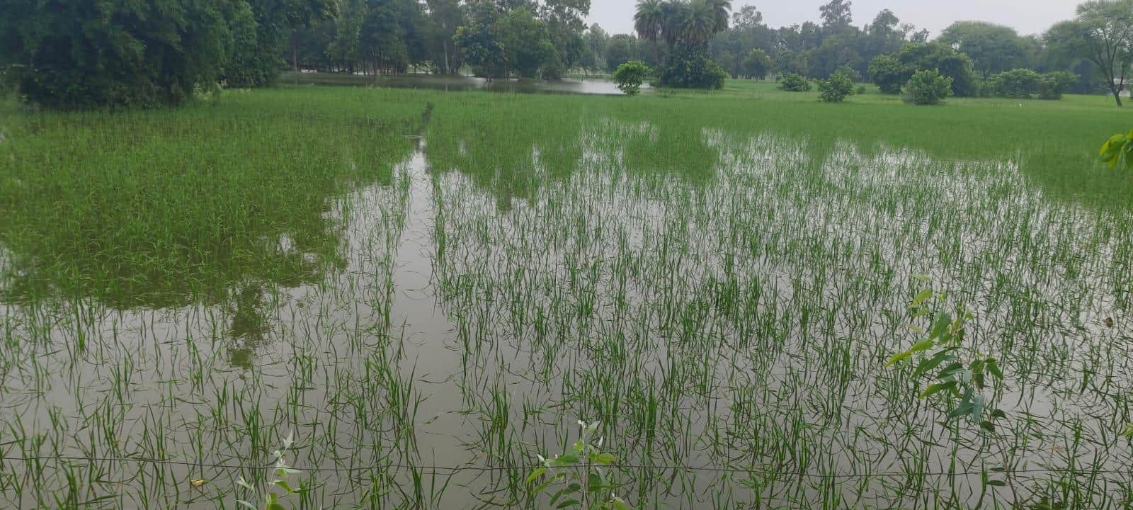 लहरपुर के बरेती में हो रहा बाढ़ बचाव राहत कार्य व रेउसा में जलमग्न फसल। संवाद