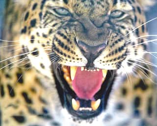 A young woman was attacked by a violent wild animal in Mayalgaon, leaving her seriously injured.