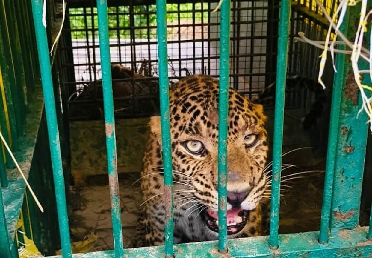 Leopard that had become synonymous with terror in Sujauli Range caged.