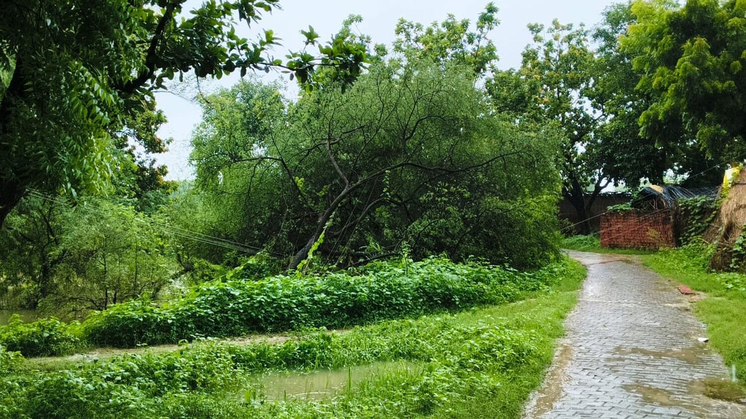 धम्मौर में बिजली के तार पर गिरा पेड़। संवाद