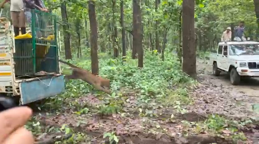 Two leopards released into new forests, a 350-km journey from Dudhwa to Chitrakoot