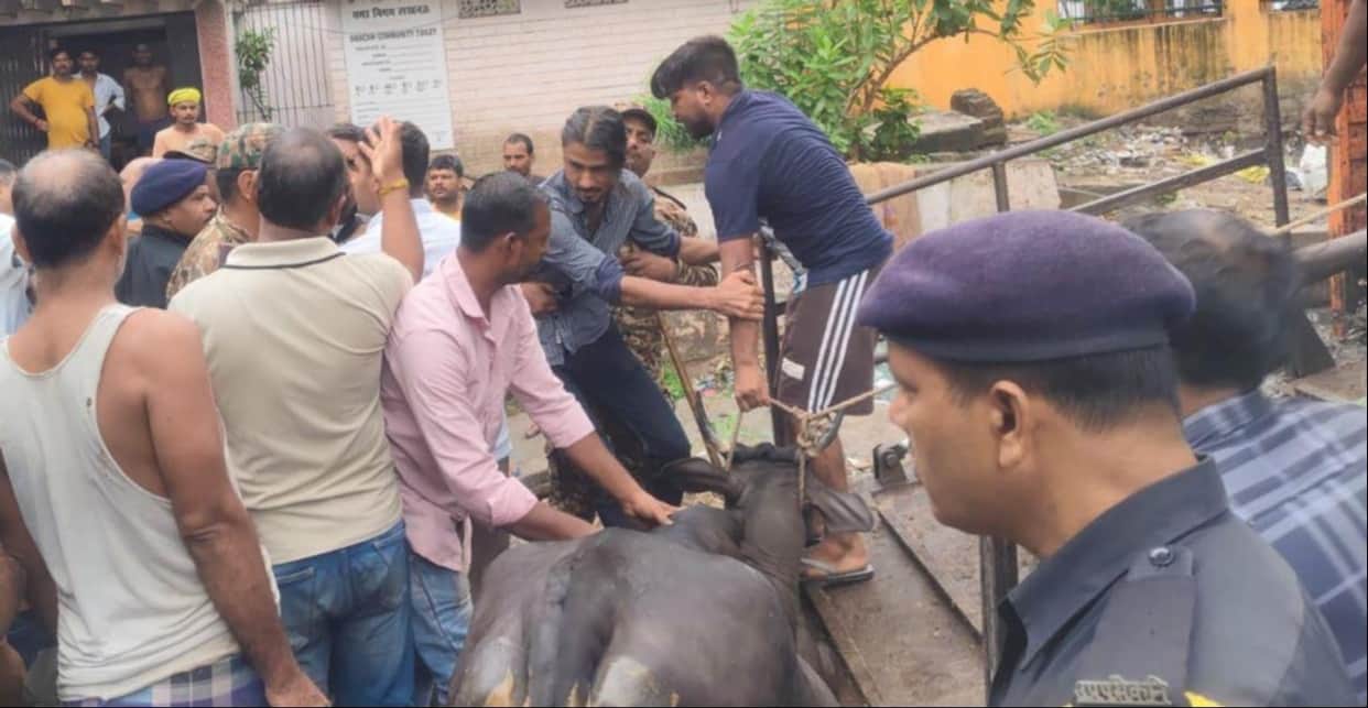 Municipal Corporation captures 35 stray animals amidst opposition