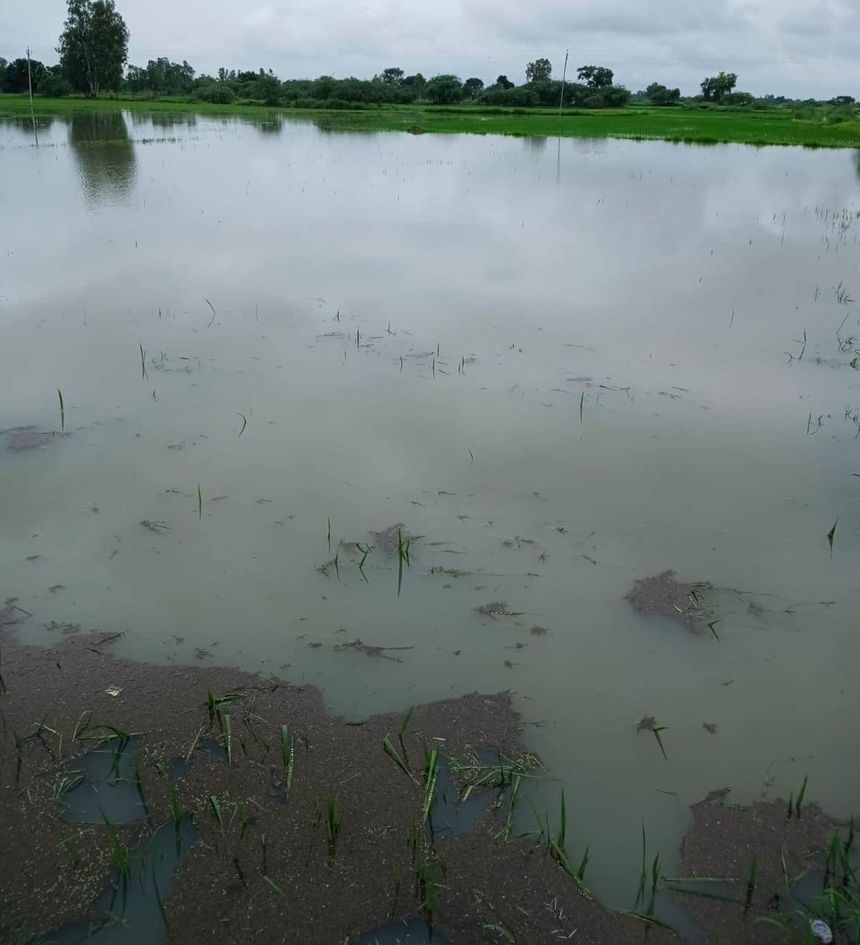 150 bighas of crops submerged due to a breach in the Mehndiganj minor canal