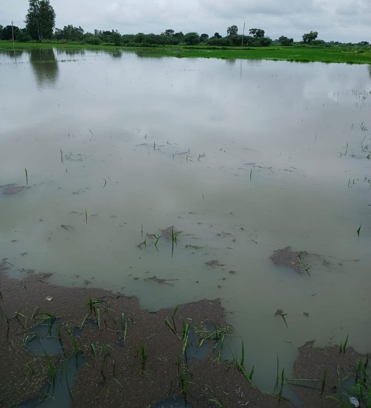150 bighas of crops submerged due to a breach in the Mehndiganj minor canal