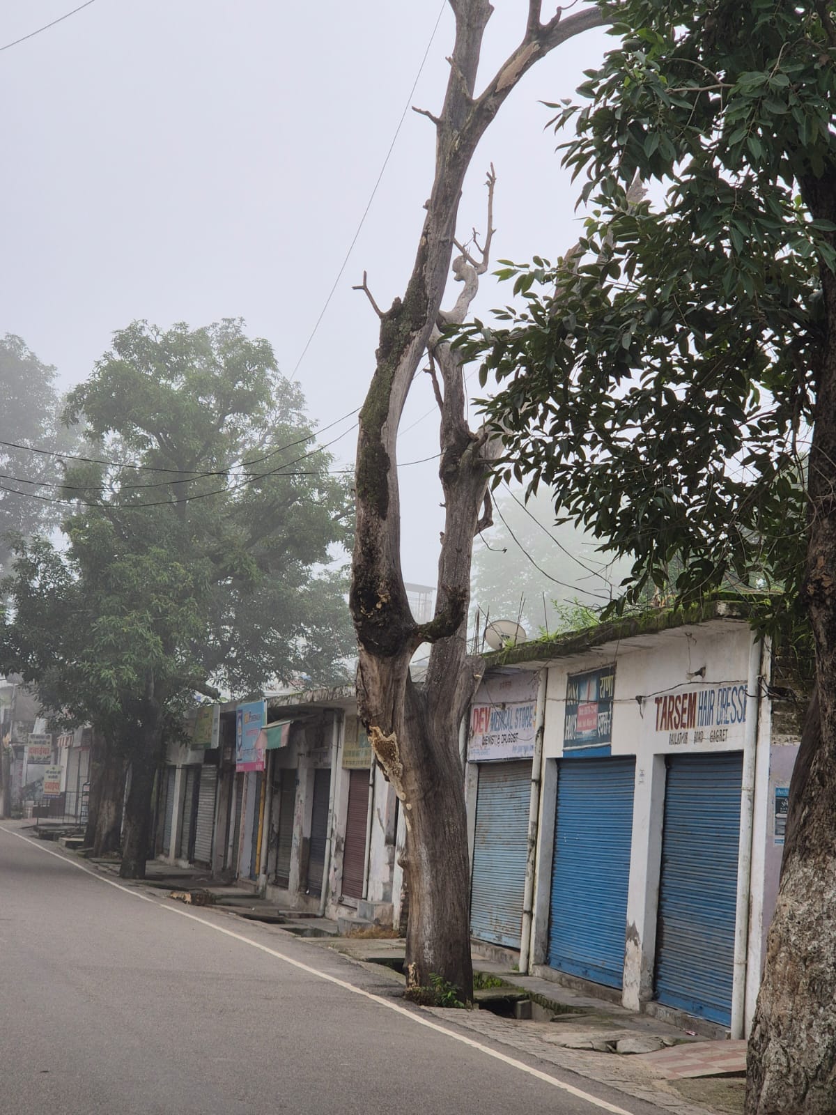 गगरेट अस्पताल के सामने सड़क किनारे खड़ा सूखा पेड़ । संवाद