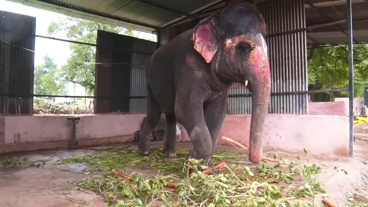 Bail For Elephant! Vijaylakshmi Sent to Ujjain