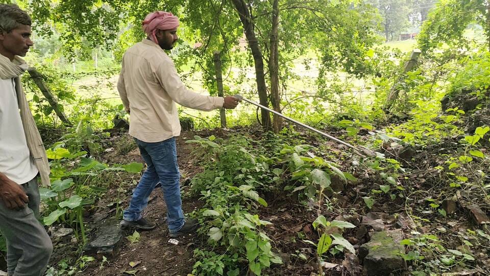 कासिमाबाद तहसील के भूलेख कार्यालय में मिले चितर प्रजाति सांप को वनदेवी वन क्षेत्र में छोड़ती वन