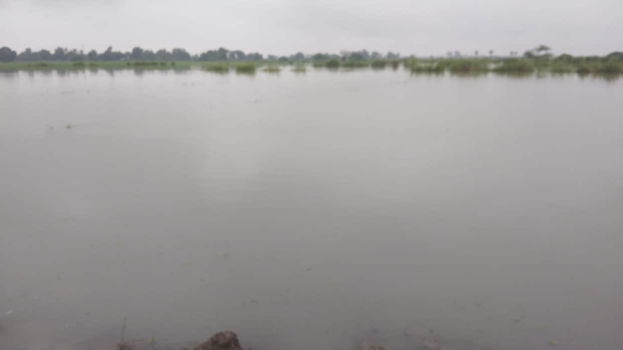 50 bighas of paddy crop submerged due to rain.
