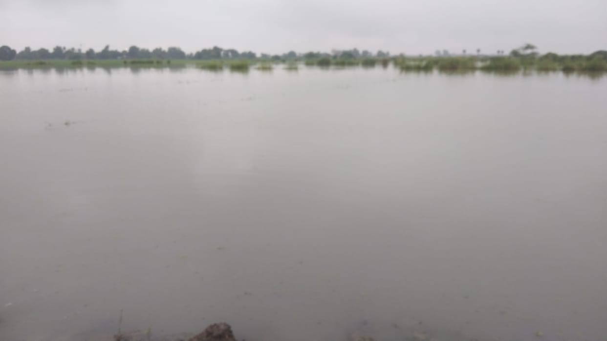 50 bighas of paddy crop submerged due to rain.