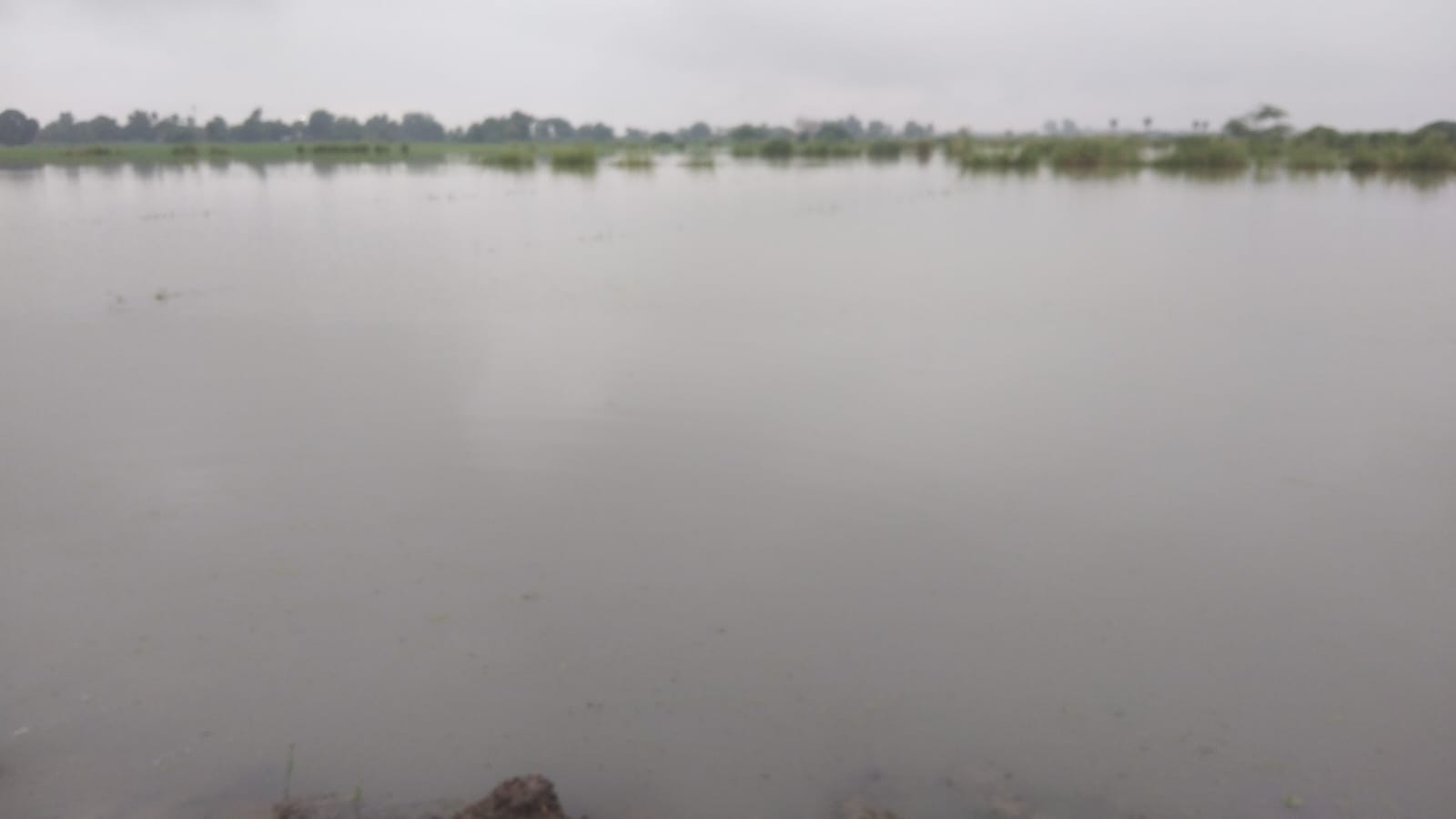 खेतों में भरा पानी। संवाद