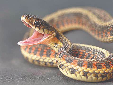 Woman arrives at hospital with the snake that bit her, confined in a box.