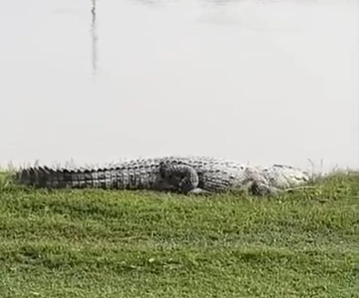 Panic among villagers after a crocodile is spotted near the town.