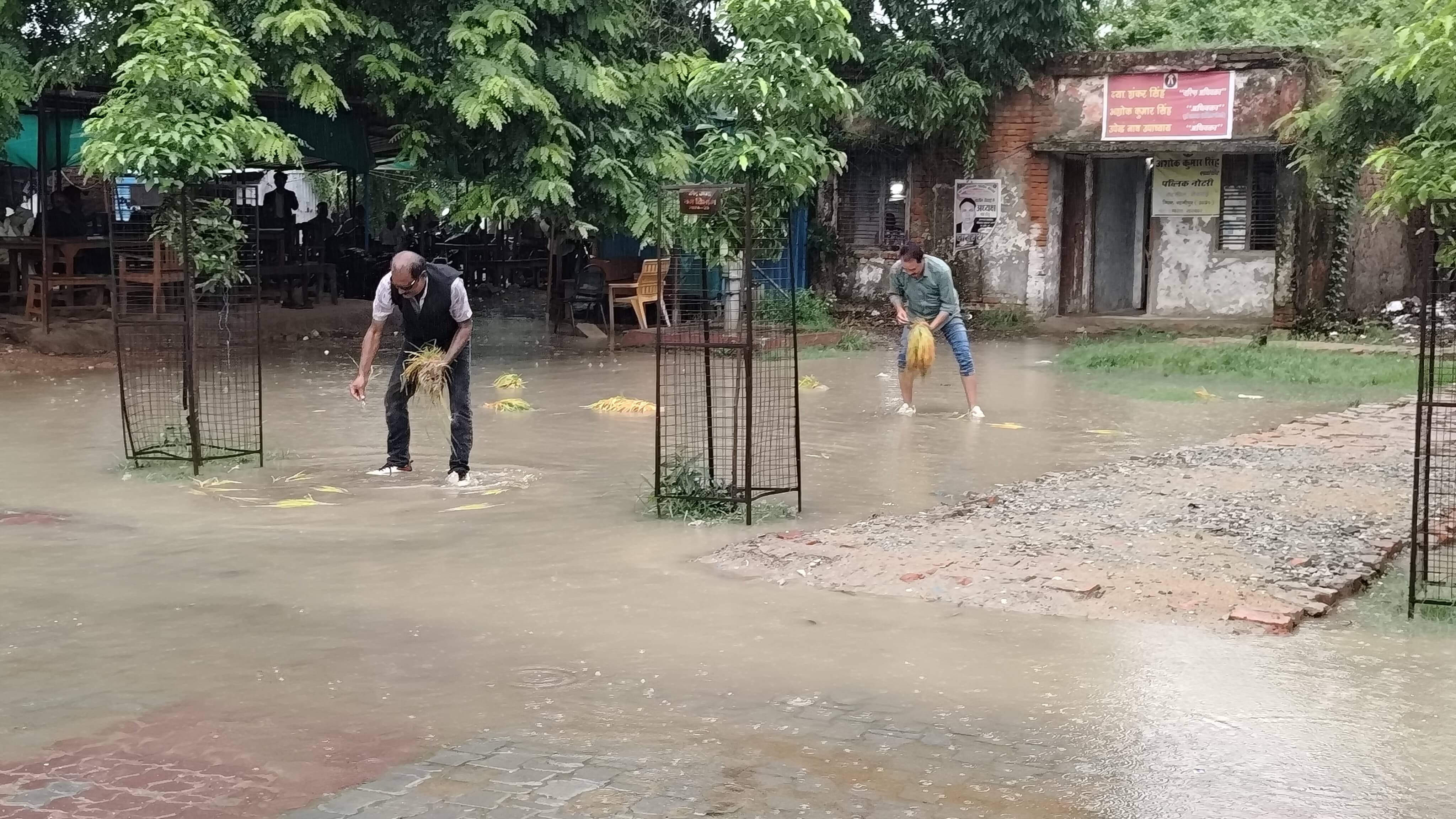सेवराई तहसील परिसर में लगे पानी में धान की रोपाई करते अधिवक्ता। संवाद