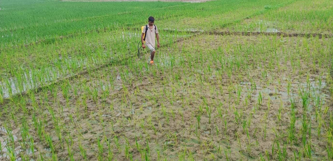 धान की फसल में कीटनाशक का छिड़काव करते किसान। संवाद