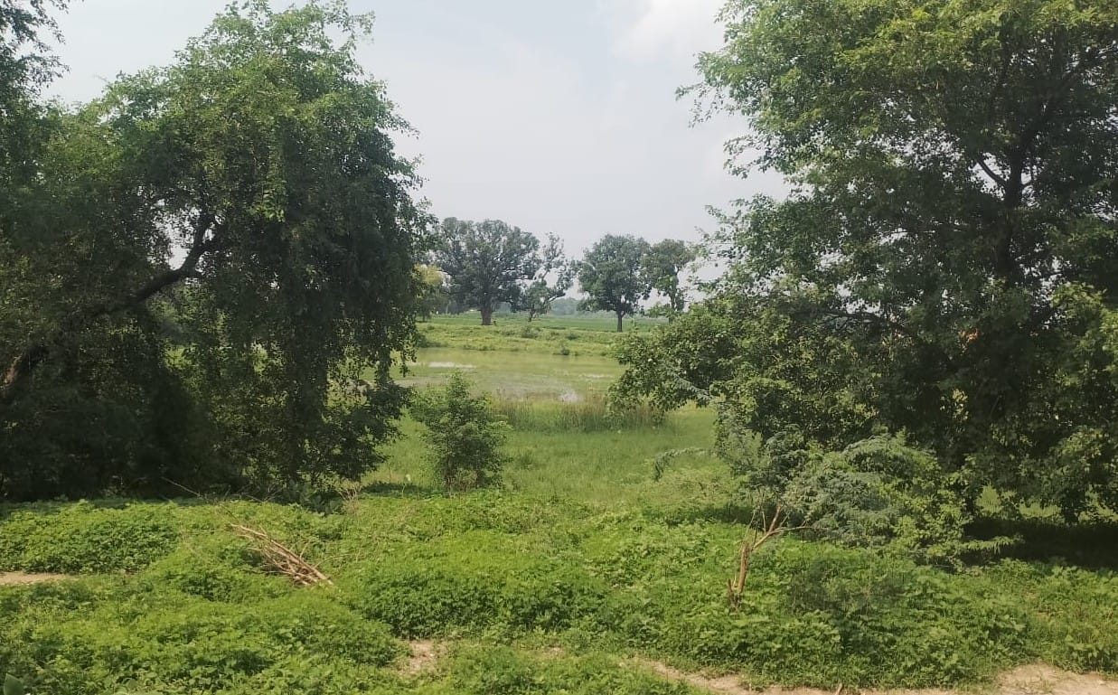 अभोली के ख्यौंखर में झाड़ियों से पटा अमृत सरोवर।  संवाद